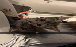 Mixed Breed cats for sale: Kittens for sale asap £40 - Image 2