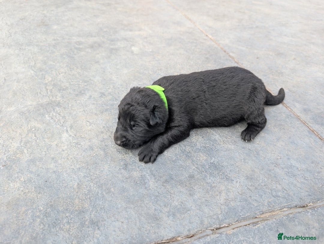 German Shepherd dogs for sale: Gorgeous Black German Shepherd Puppies. - Image 31