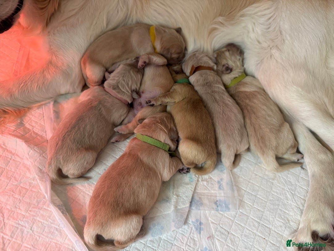 Golden Retriever dogs for sale: KC Registered Goldens born on  **  Day - Advert 12