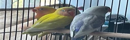 Lovebirds birds for sale: Lovebirds For Sale - Advert 3