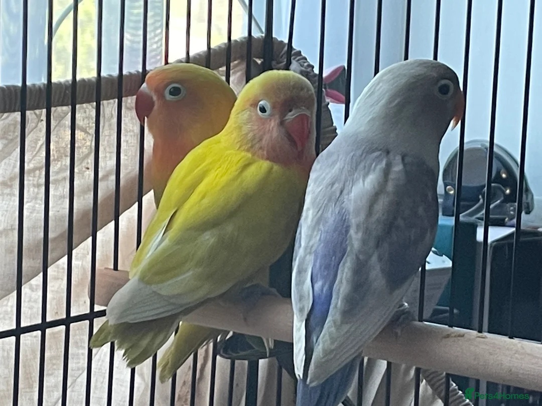 Lovebirds birds for sale: Lovebirds For Sale - Advert 3