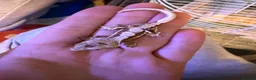 Gecko reptiles for sale: Baby crestie gekos  - Advert 5