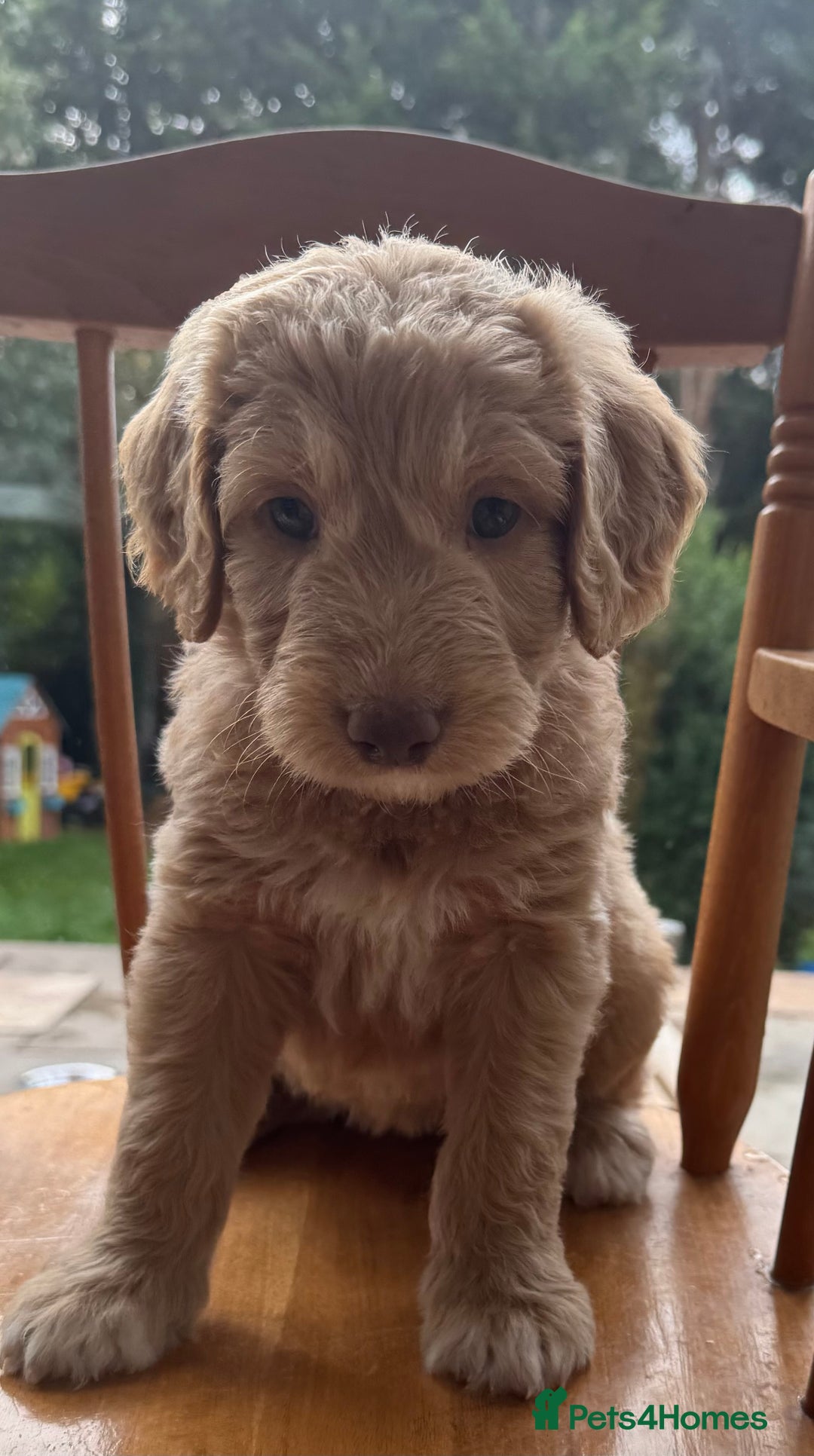 Double Doodle dogs for sale: Australian Goldendoodle puppies - Image 8