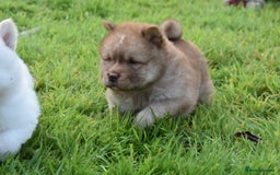 Siberian Husky dogs for sale: Beautiful Chowski puppies  - Image 7