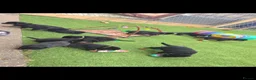 Rottweiler dogs for sale: rottweilers... - Advert 10
