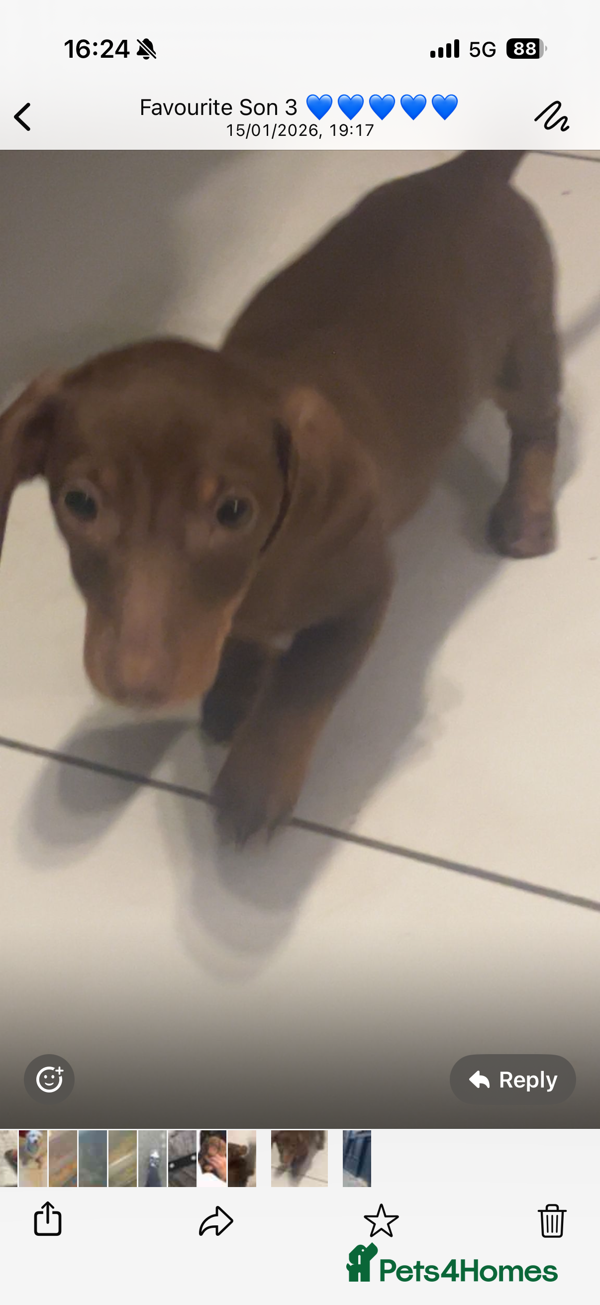 Miniature Dachshund dogs Miniature Dachshund READY REDUCED £1200 - Advert 3