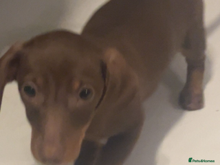 Miniature Dachshund dogs Miniature Dachshund READY REDUCED £1200 - Advert 9