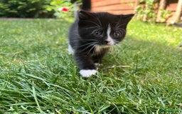 British Shorthair cats for sale: British blue x - Image 15