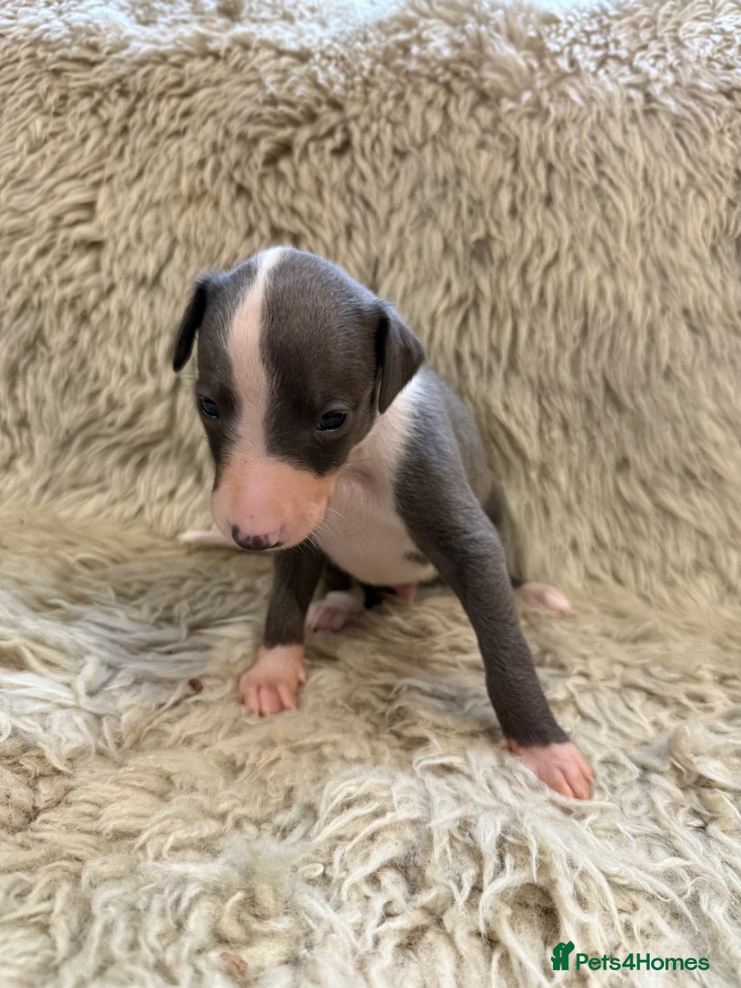Whippet dogs for sale: KC registered Whippet puppies  - Advert 11