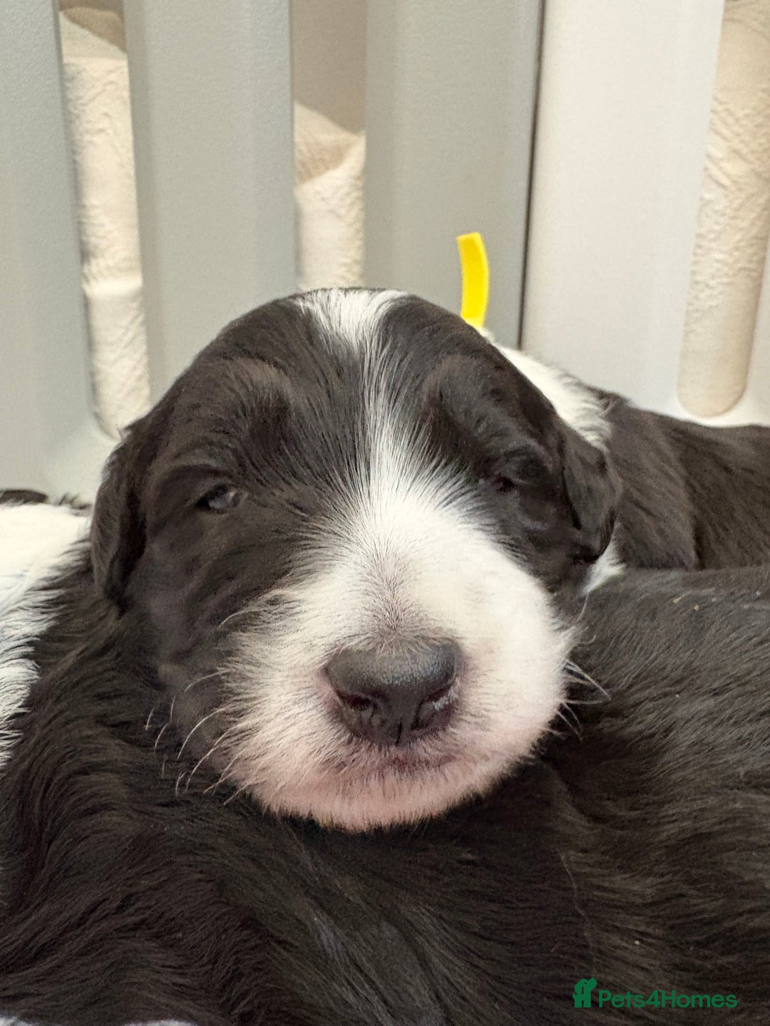 Bordoodle dogs for sale: Bordoodle Pups - Image 22