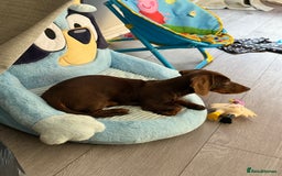 Miniature Dachshund dogs for sale: 4 month old miniature dachshund - Image 4