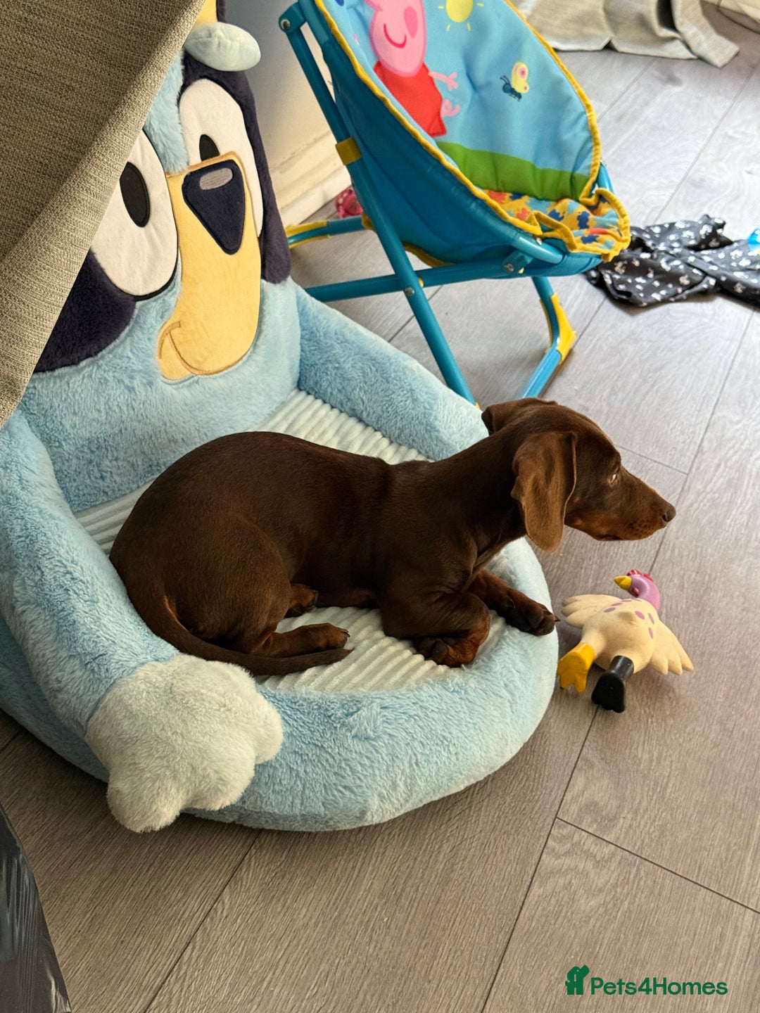 Miniature Dachshund dogs for sale: 4 month old miniature dachshund - Image 4