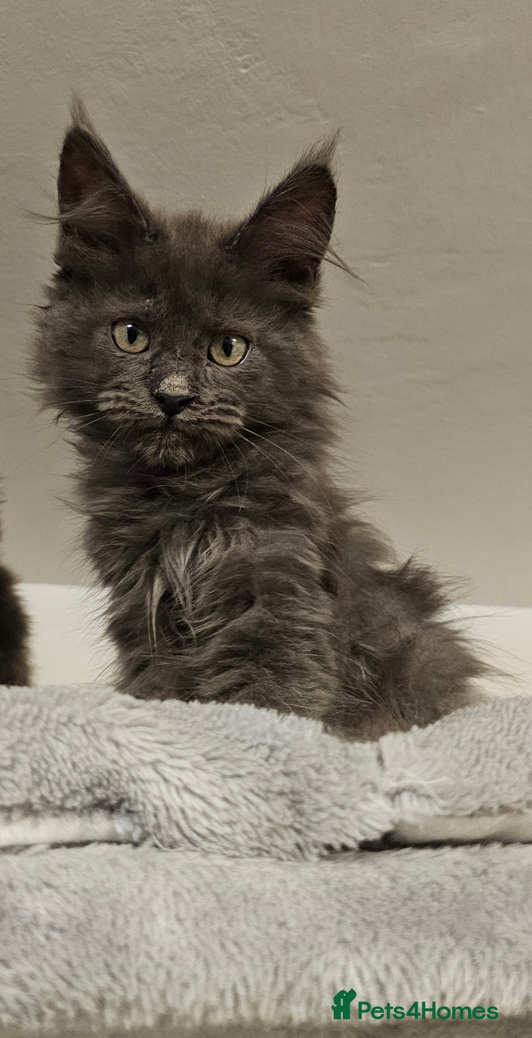 Maine Coon cats for sale: 🔥*STUNNING Litter of 6 Solid*💎*Blue Maine Coon💎 - Advert 26