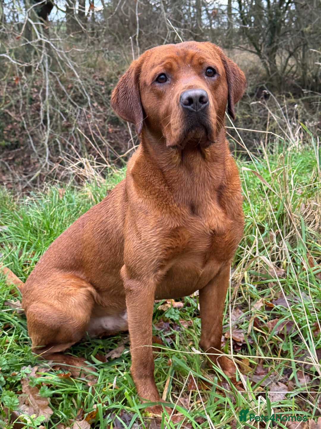 Labrador Retriever dogs for stud: Labrador Stud Sam with the perfect 0’s.  - Advert 4