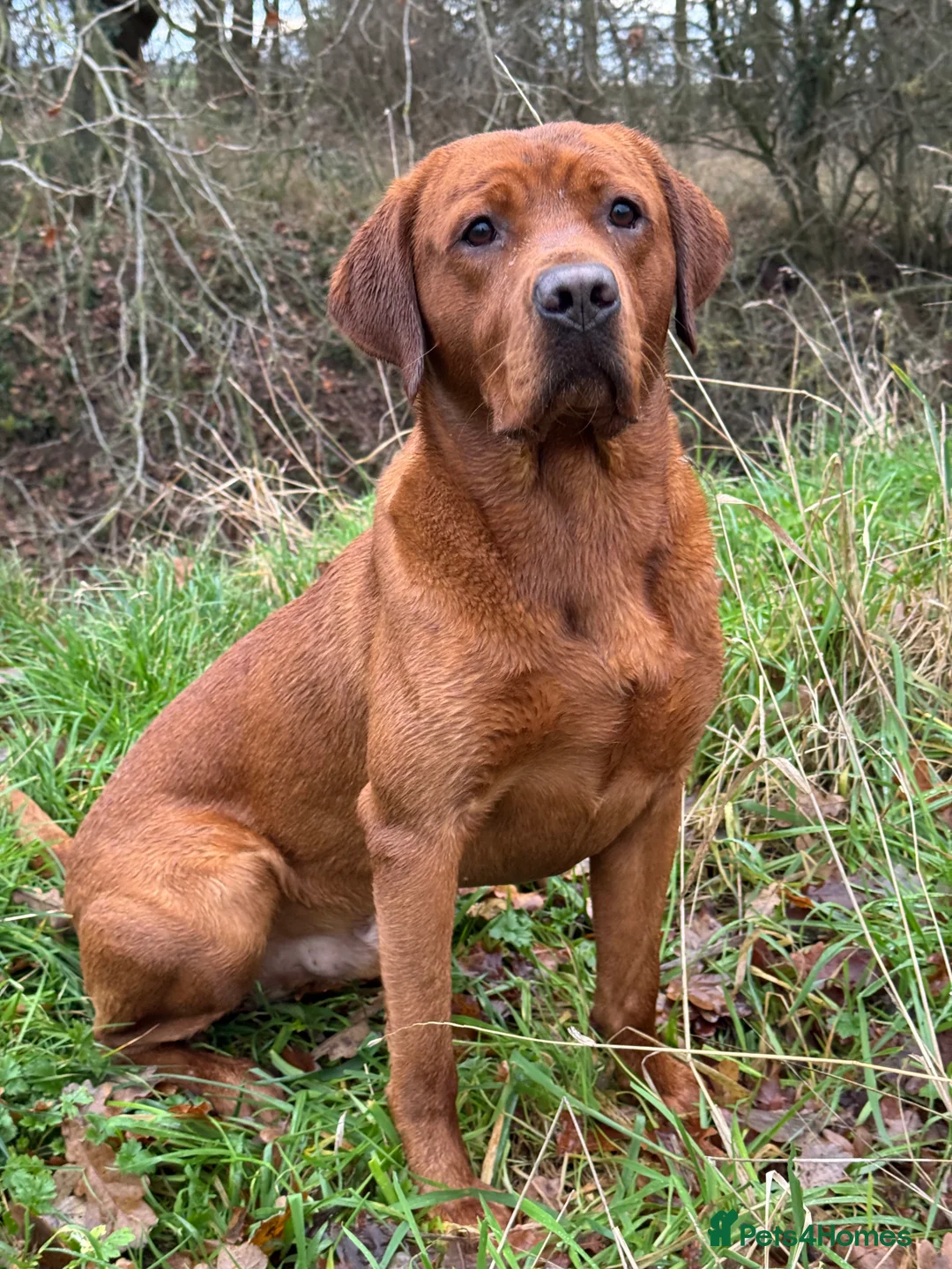 Labrador Retriever dogs for stud: Perfect 0/0 Hips & Elbows Dark Fox Red Labrador ⭐️ - Advert 7