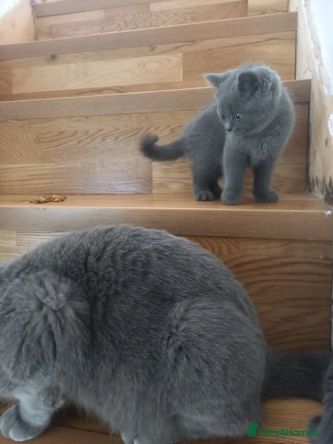 British Shorthair cats for sale: Kittens  - Advert 2