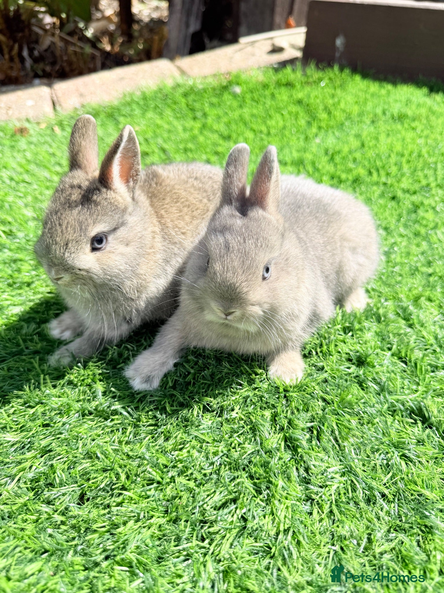 Netherland Dwarf rabbits Pure Netherland Dwarf  - Advert 1