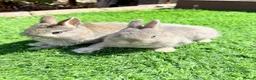 Netherland Dwarf rabbits for sale: Pure Netherland Dwarf  - Advert 1