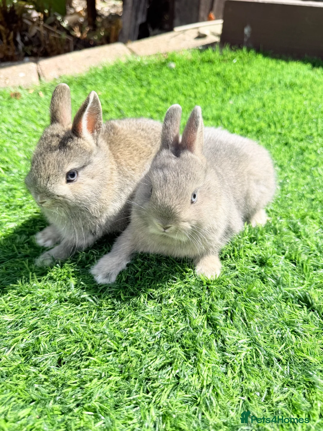 Netherland Dwarf rabbits for sale: Pure Netherland Dwarf  - Advert 1