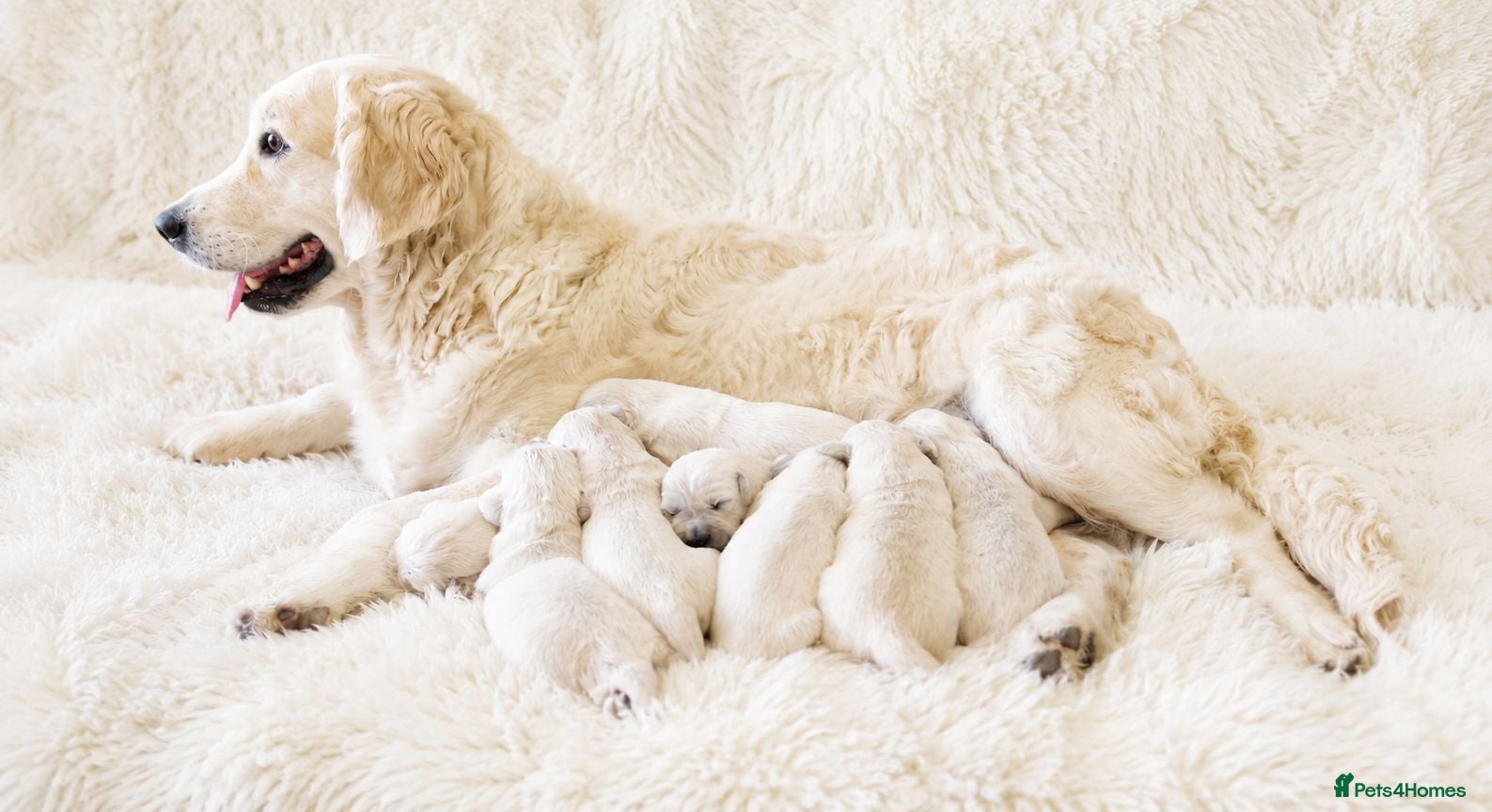 Golden Retriever dogs Newmiller Retrievers Puppies Avaliable  - Advert 1