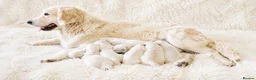 Golden Retriever dogs for sale: Newmiller Retrievers Puppies Avaliable  - Advert 1
