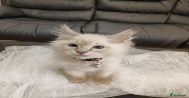 Ragdoll cats - Advert 2