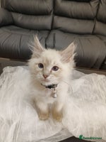 Ragdoll cats - Advert 2