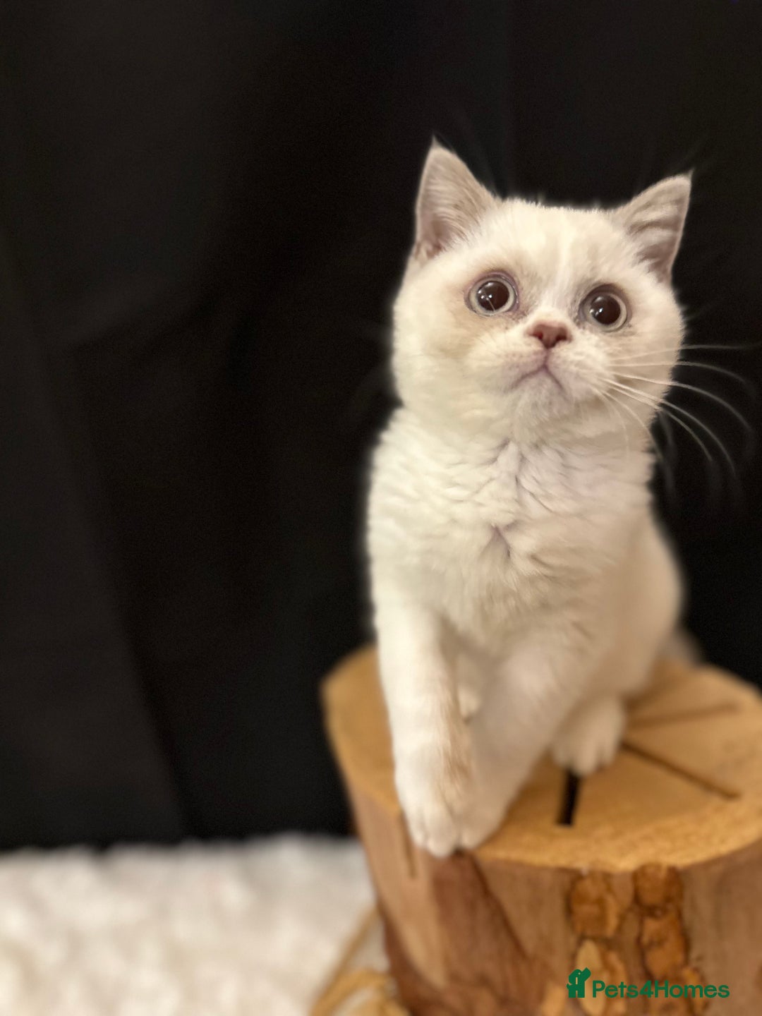 British Shorthair cats for sale: 💗 Gorgeous Full Pedigree BSH Trusted Breeder 💗 - Image 25