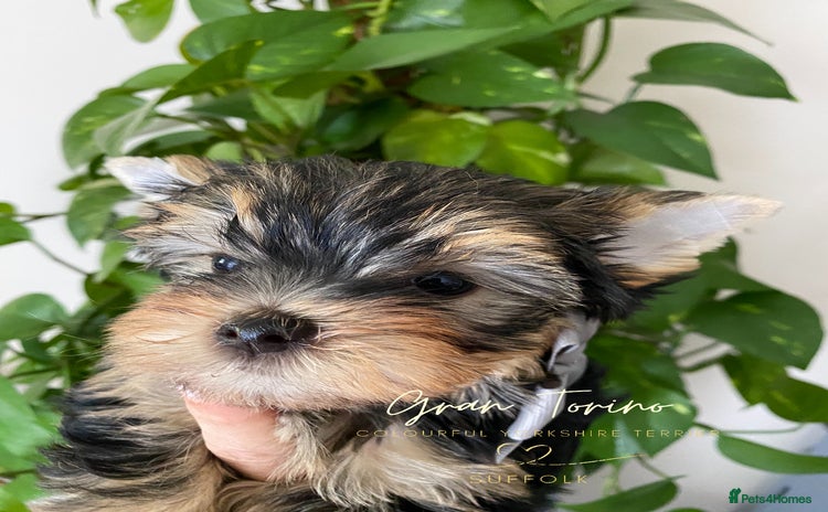 Mixed Breed dogs in Ipswich - Advert 10