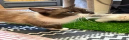 Ragdoll cats for sale: Beautiful Females Ragdoll Kittens  - Advert 9