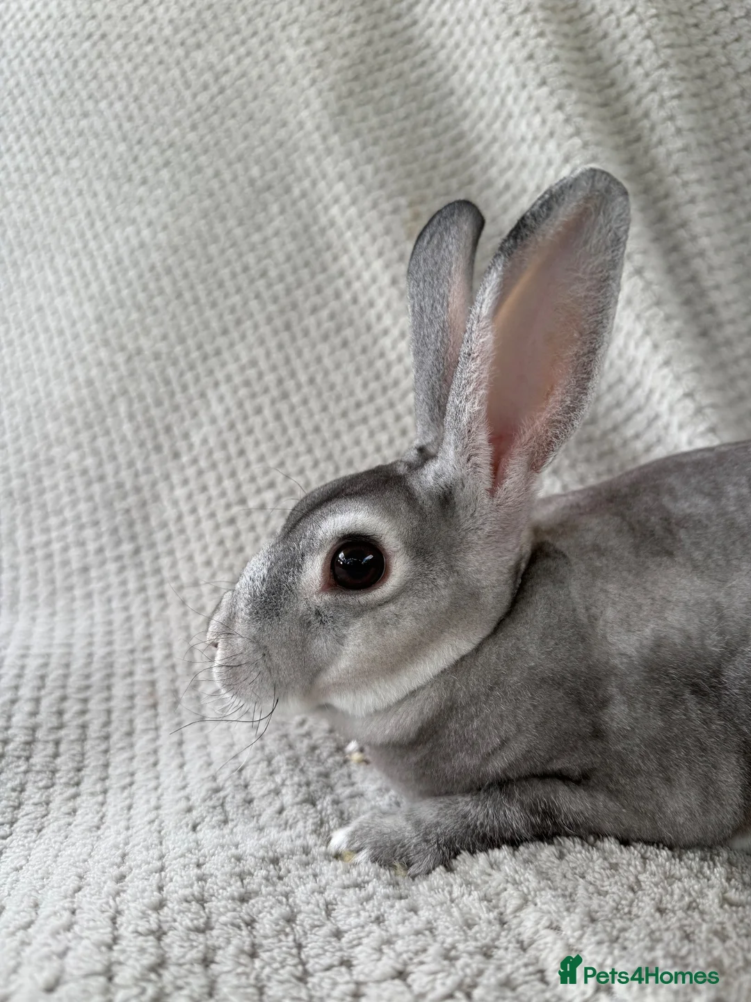 Rex rabbits for sale: Mini Rex doe unneutered for home in Ellesmere - Advert 2