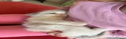 Ragdoll cats for sale: Pedigree Ragdoll babies Ready now - Advert 13