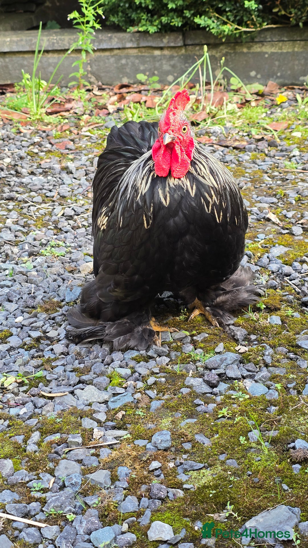 Chickens poultry for sale: Back pekin cockerel  - Image 2