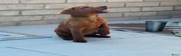 Labrador Retriever dogs for sale: Mahogany fox red Labrador  - Advert 10