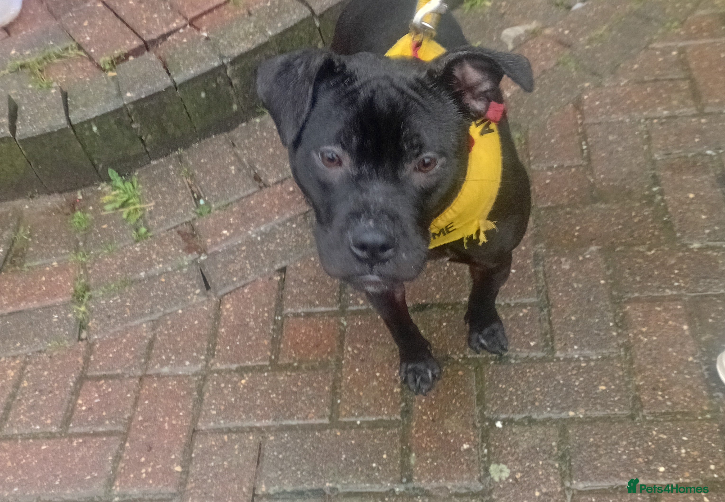 Staffordshire Bull Terrier dogs Holistic home needed for bonded pups - Advert 13