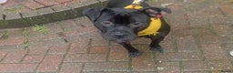 Staffordshire Bull Terrier dogs for adoption: Holistic home needed for bonded pups - Advert 1