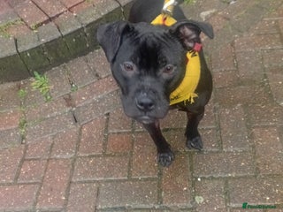 Staffordshire Bull Terrier dogs Holistic home needed for bonded pups - Advert 2