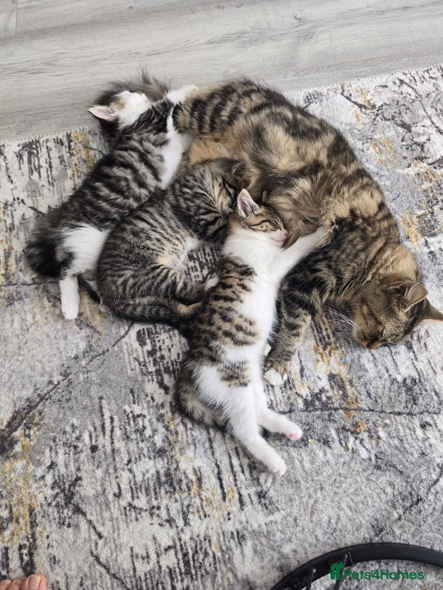 Mixed Breed cats ​Adorable Tabby Kittens Looking for Forever Homes - Advert 6