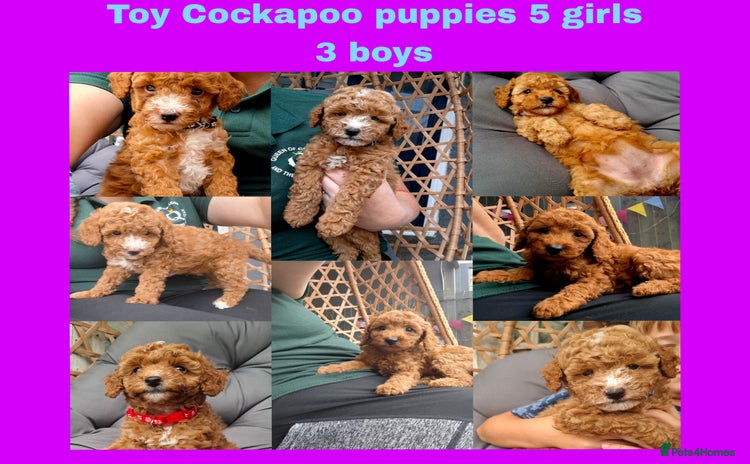 Cockapoo dogs - Advert 1
