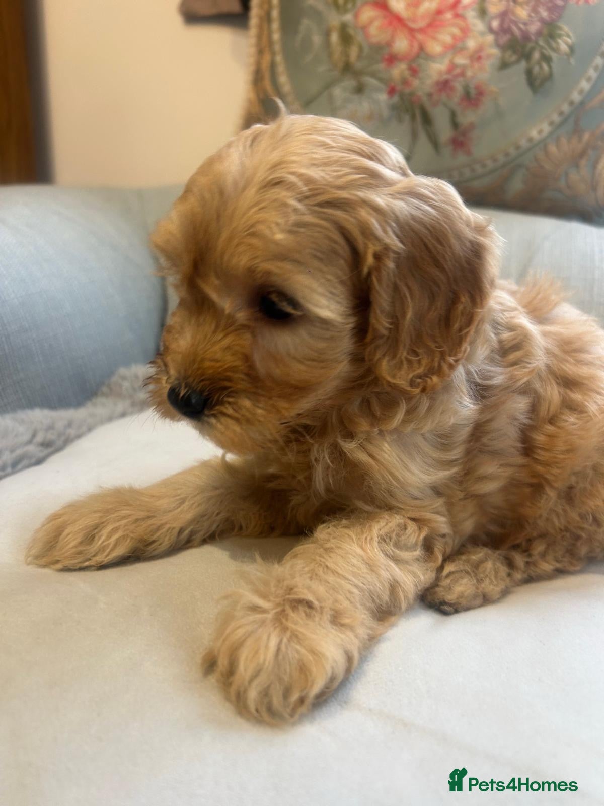Cockapoo dogs Beautiful babies available  - Advert 6