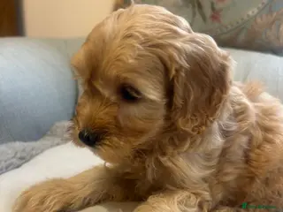 Cockapoo dogs Beautiful babies available - Advert 6