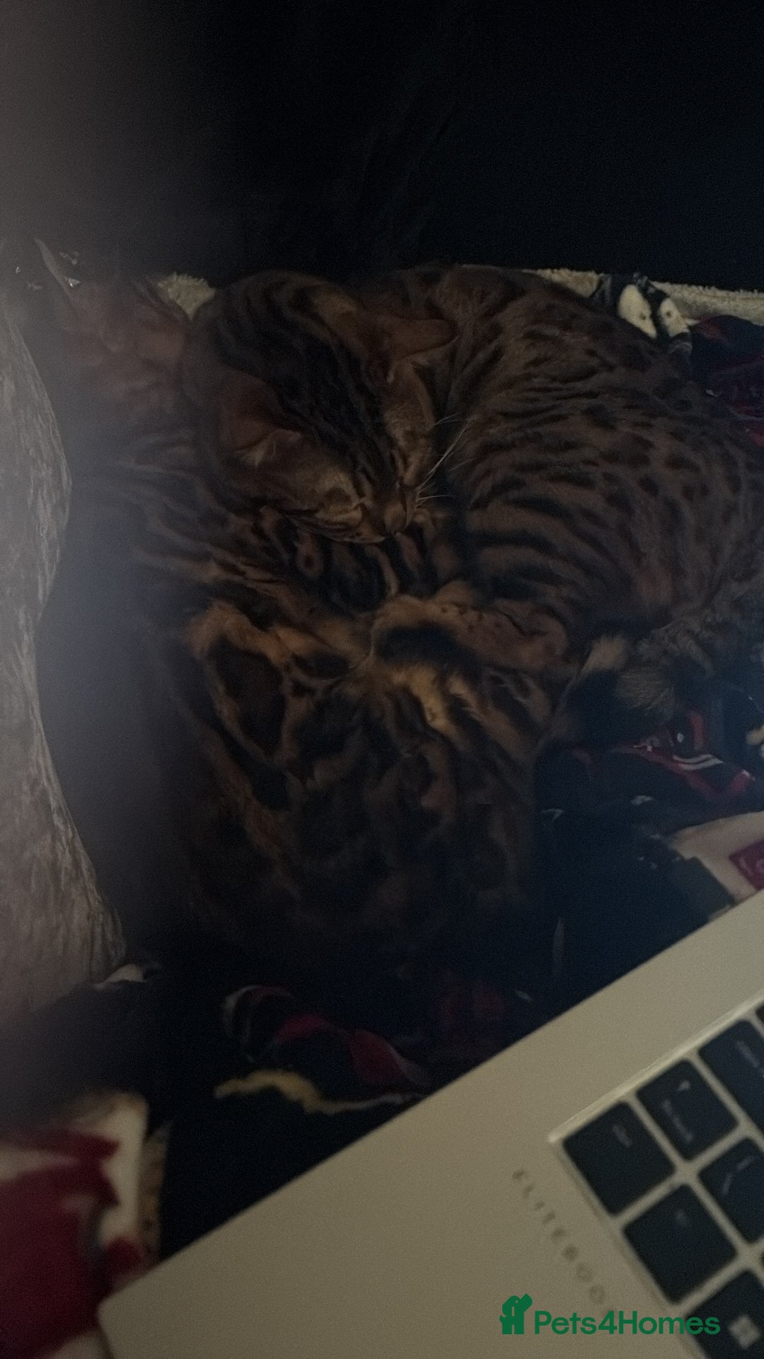 Bengal cats for sale: 2 Bengal brothers  - Advert 1