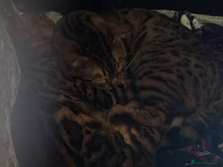 Bengal cats 2 Bengal brothers - Advert 1