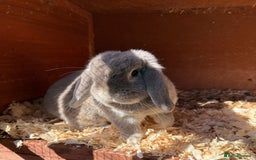 Mini Lop rabbits for sale: Beautiful mini lop doe - Image 3