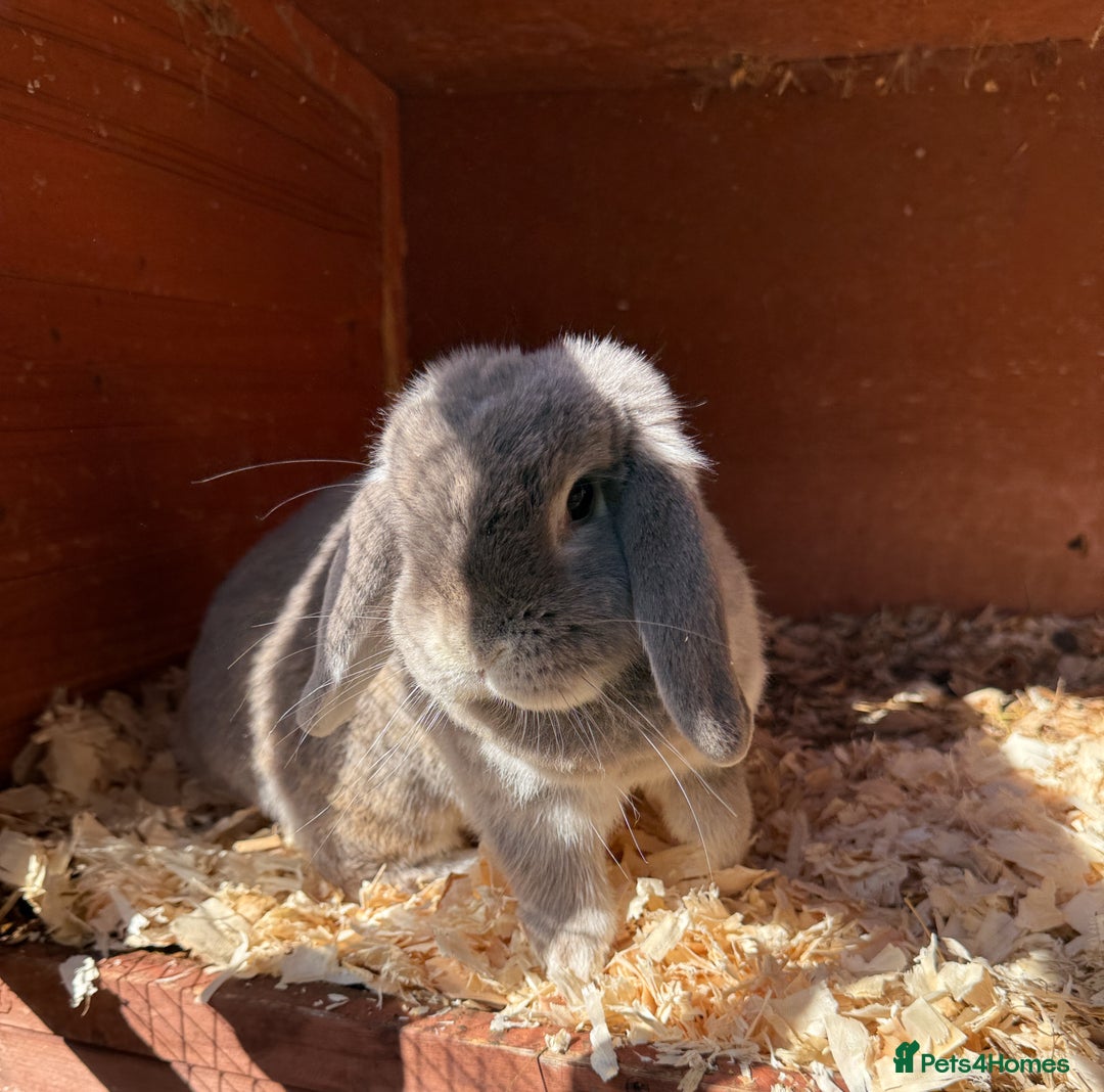 Mini Lop rabbits for sale: Beautiful mini lop doe - Image 3