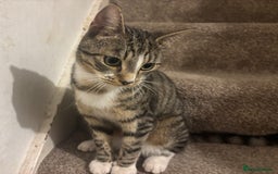 Domestic Shorthair cats for sale: Domestic shorthair  - Image 1