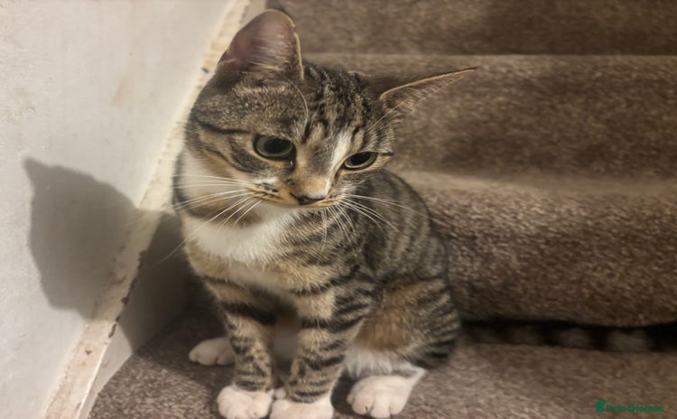 Domestic Shorthair cats - Advert 11
