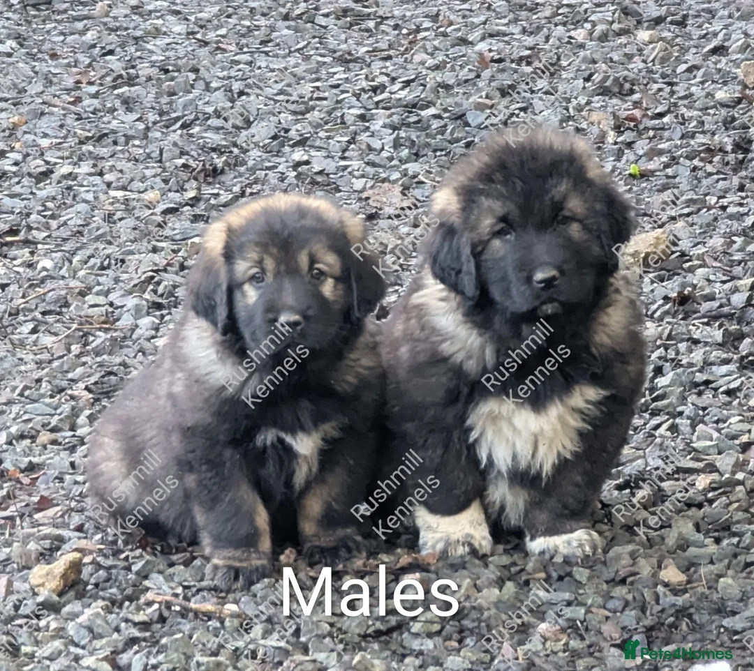 Caucasian Shepherd Dog dogs for sale: Caucasian Shepherd Pups - Advert 13