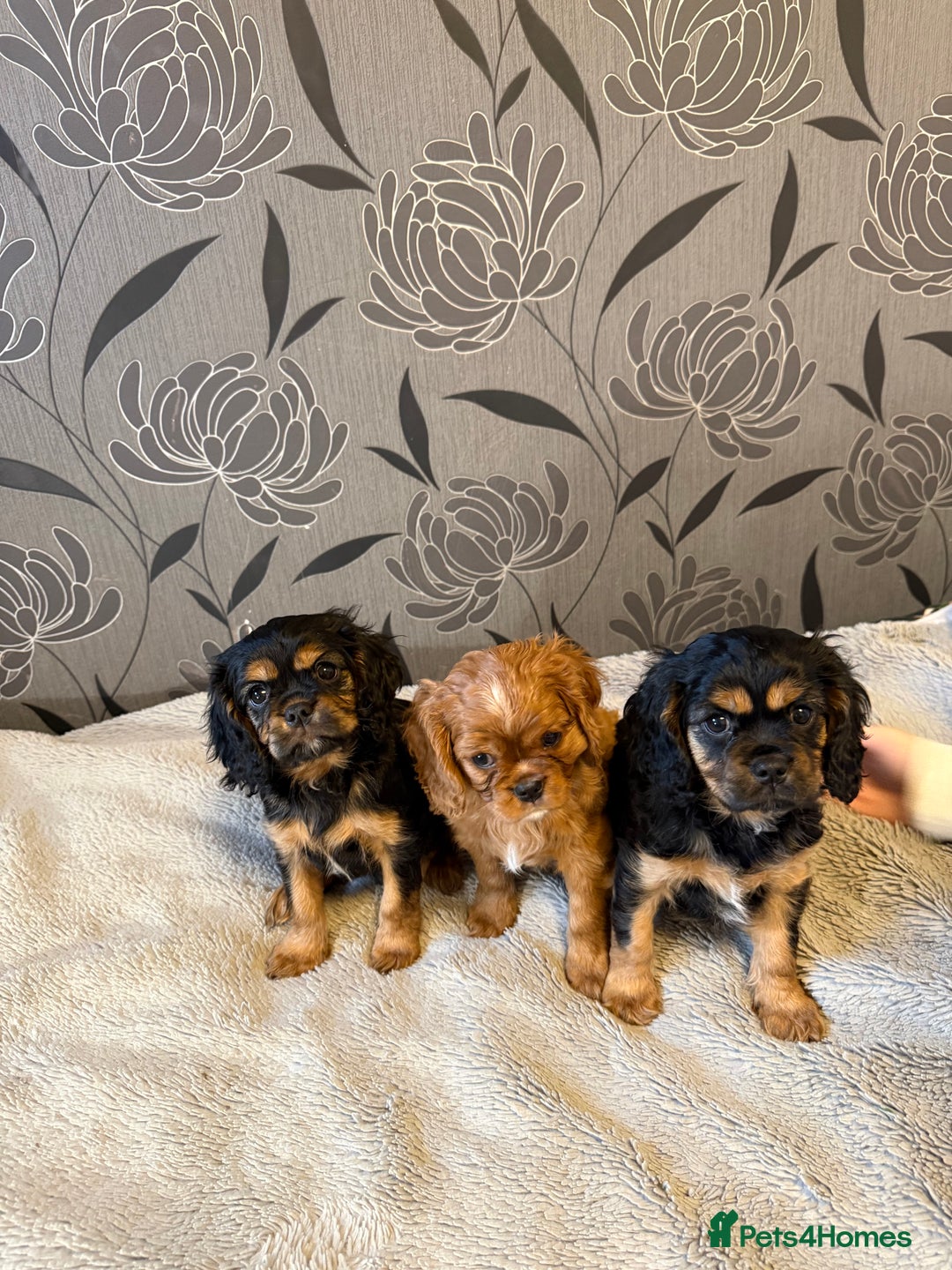 Cavalier King Charles Spaniel dogs for sale: Cavalier King Charles Spaniel - Advert 2