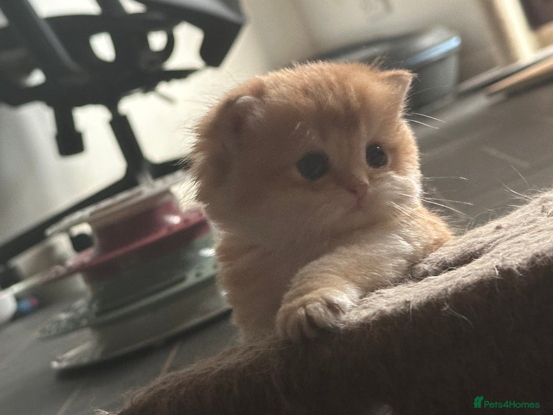 British Shorthair cats for sale: GCCFreg BSH & BLH Chocolate & Black Golden Kittens - Advert 15